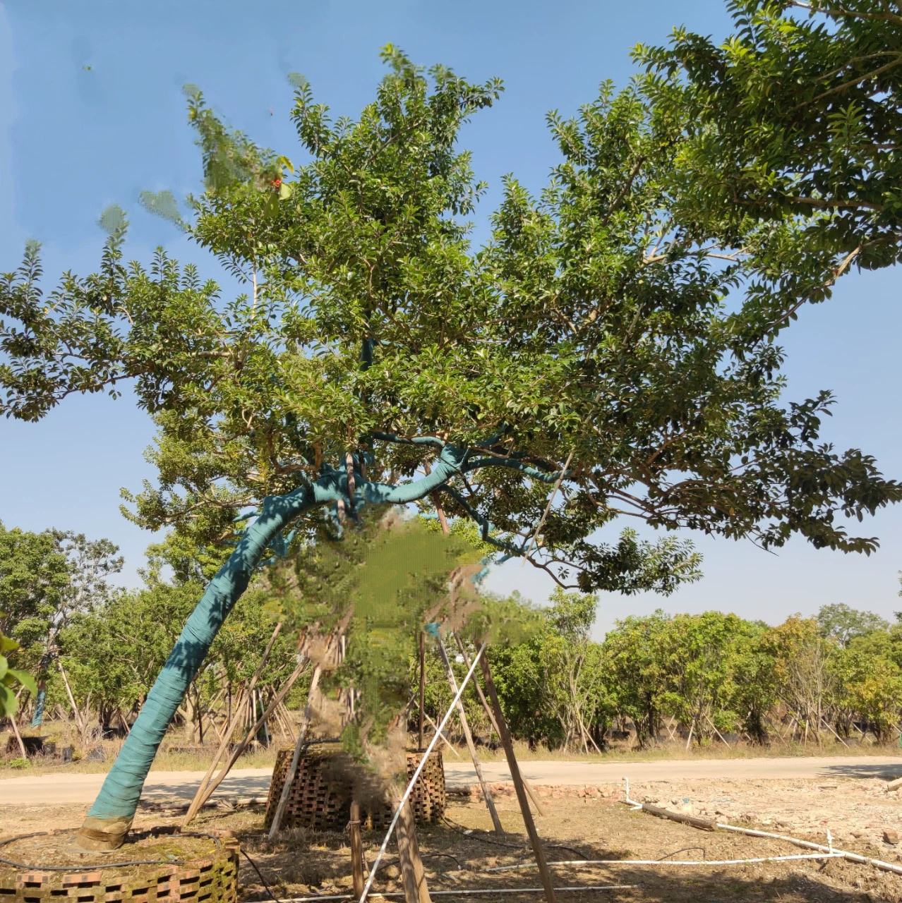 2210 база поставляет прямые стержни, плавающие формы косой, железный падуб