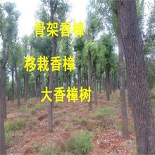 Ʒȫ8 10 12 15 20 25ֵ