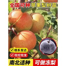 ����������޽�������ͥԺ�����ϱ����Nֲ�ش����ͺ�����Y��