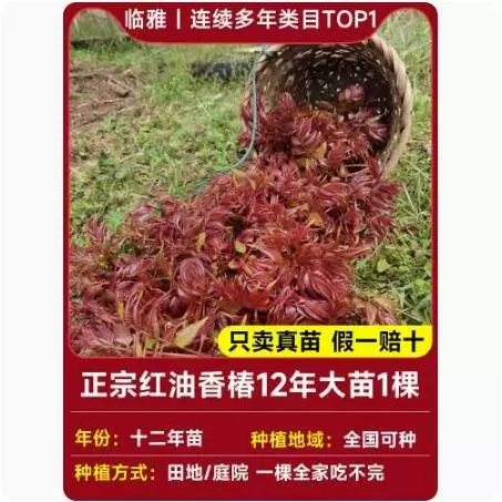 Tuona (Toona sinensis) красно-листная саженец, съедобные ароматные весенние почки — саженцы 1–12 лет, 40–110 см