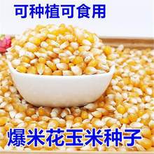 爆花玉米种子爆裂小玉米种籽春夏季苞米籽农家四季盆栽爆米花种孑