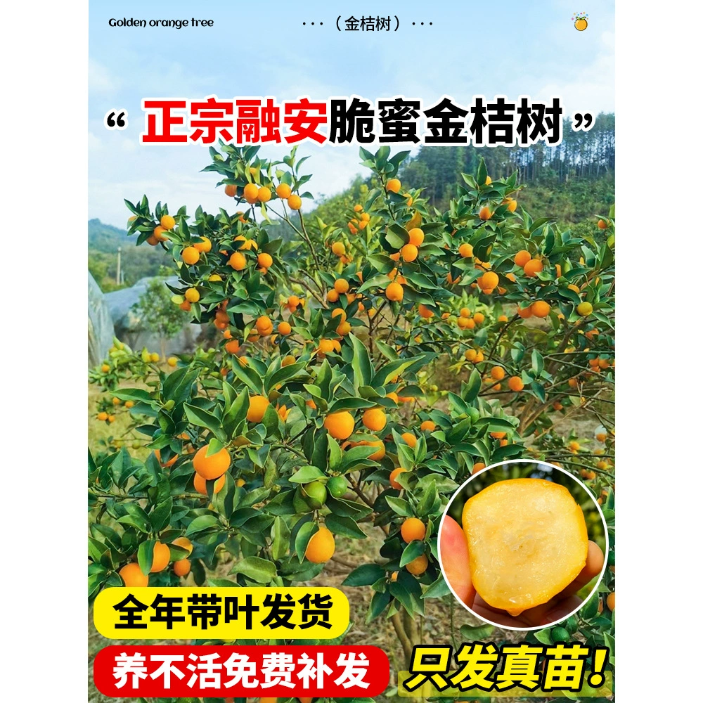 Сыпучие саженцы кумкватного дерева Ронган с медом круглый год, сыпучие съедобные фруктовые деревья Гуанси, апельсиновое дерево, горшечные балконные фруктовые саженцы