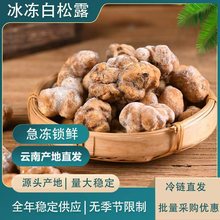云南高黎贡山新鲜冰冻白松露菌全年供货产地直发一件代发批发批发