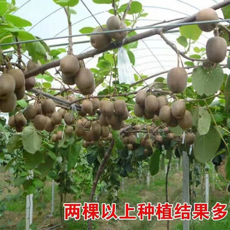 Саженец киви прививка саженец киви красное сердце Южный Северный саженец фруктов балкон сад лазание лоза посадка в горшках