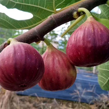 �����繩���̴������l�a���߬�˹�x�շҟo������ ����Y��