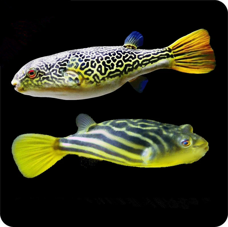 Зебра Догед Рыба Корона волосатый Догед Рыба фугу папайя Догед Рыба свирепые тропические пресноводные декоративные рыбы
