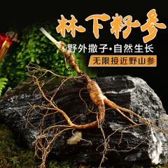 新鮮林下参18年長白山野生人参野山参野人参東北林下参種品