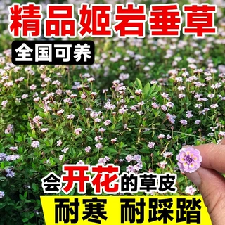 草坪真草皮姬岩垂草盆栽庭院室外四季常青多年生绿化植物地毯