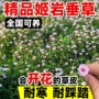 植物盆栽绿化庭院草皮
