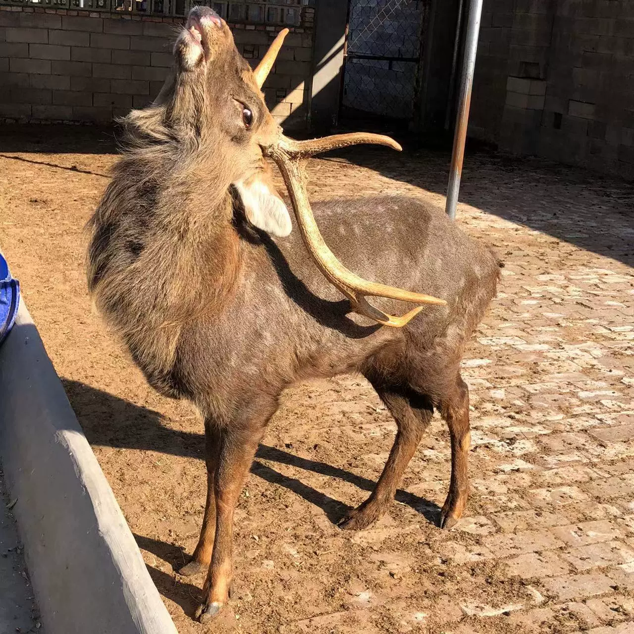 Чистокровный пятнистый олень живой саженец любимый пятнистый олень наблюдает за взрослым пятнистым оленем