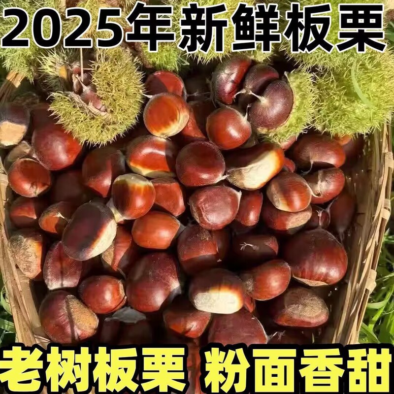 2026 Fresh Dandong Chestnuts, Tender Dandong Chestnuts, Seasonal Farm-Grown Large Chestnuts with Shells, Freshly Picked 2026 Fresh Dandong Chestnuts, Tender Dandong Chestnuts, Seasonal Farm-Grown Large Chestnuts with Shells, Freshly Picked