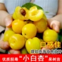 特大嫁接地栽种植杏树苗