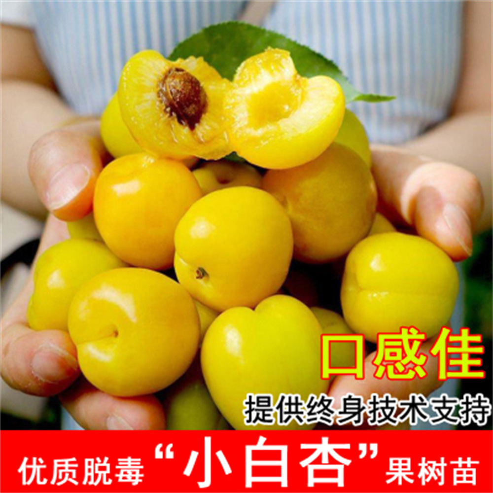 小白杏凯特杏树苗嫁接特大甜杏子树苗南北方种植盆栽地栽当年结果