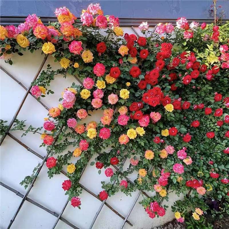 四季咲きのバラの花苗、特大の花つる苗、屋内外のバルコニー鉢植えバラ|undefined
