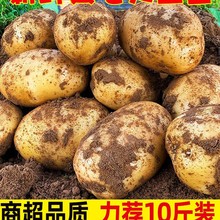�����߲����r�SƤ�S�Ĵ�����10�� ����ϼtƤ���� �R���������]