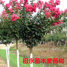 紫薇树苗庭院工程绿化行道树满堂红百日红植物红花红火箭紫薇大苗