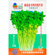 四月慢黄心芹菜种子小香芹菜种籽籽种苗秧蔬菜菜籽孑苗根根苗幼苗