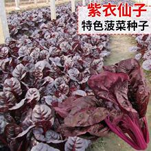 紫菠菜种子紫梗紫叶菜籽大小叶菠菜籽原装四季蔬菜种子大全菜种子