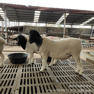 �ź��s�������С���һ̥��3-4ֻ �ź��s������ô�u��