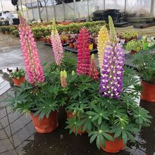 鲁冰花盆栽羽扇豆带花苞多年生大苗阳台庭院花园耐寒花卉花镜造景