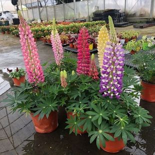 �������������ȶ������������������̨ͥԺ���@�ͺ����ܻ��R�쾰