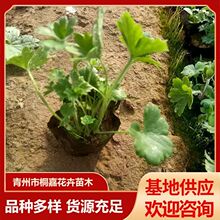 ���ع���ֲ��@�ִ��w��ݾG���ر� �޸����� �ͺ��@�־G��ֲ��