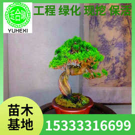 批发原生日本纪州真柏小树苗盆景栽室造型素材日本八房宫阪系鱼川
