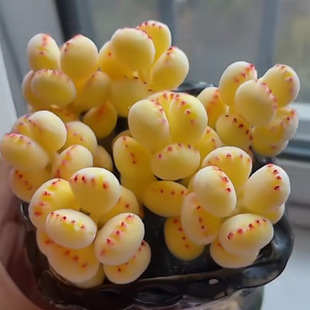 &€Succulent Bear Claw Plant Bear Child Yellow Bear Paw New Succulent Indoor Balcony Desktop Potted Plant