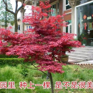 �ձ��t��ͥԺ����e���L���������t���t�輧�uצ���ͺ����Դ���