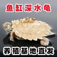 深水龟黑瘤地图小乌龟活物鱼缸混养密西西比地图宠物龟活体观赏龟