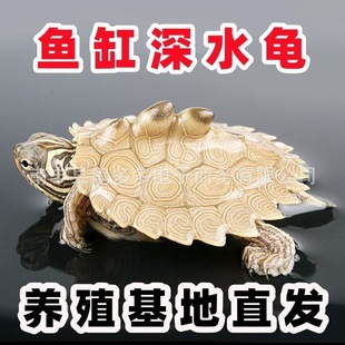 南丰县龟多多电子商务有限公司