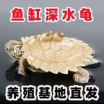 深水龟黑瘤地图小乌龟活物鱼缸混养密西西比地图宠物龟活体观赏龟