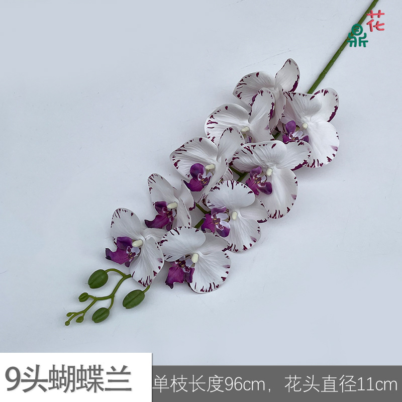 9-머리 phalaenopsis GFG #40 보라색 줄무늬 가장자리 흰색
