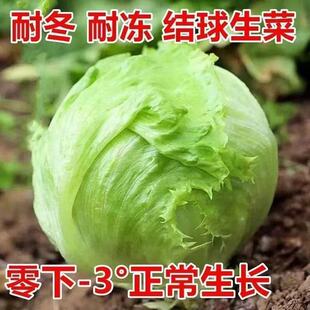 2026 summer solstice: your quick-growing lettuce guide for balcony gardens