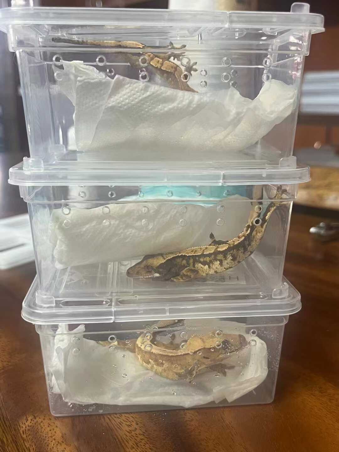 O1CN01TjNN2m1ocikgLFIuY_!!7693