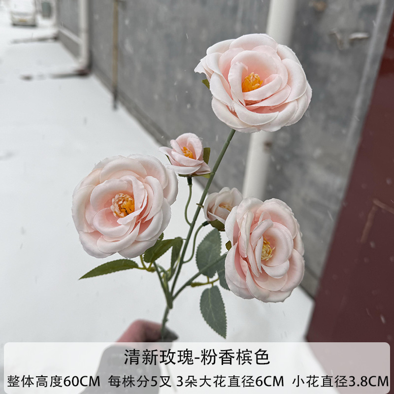 핑크 샴페인