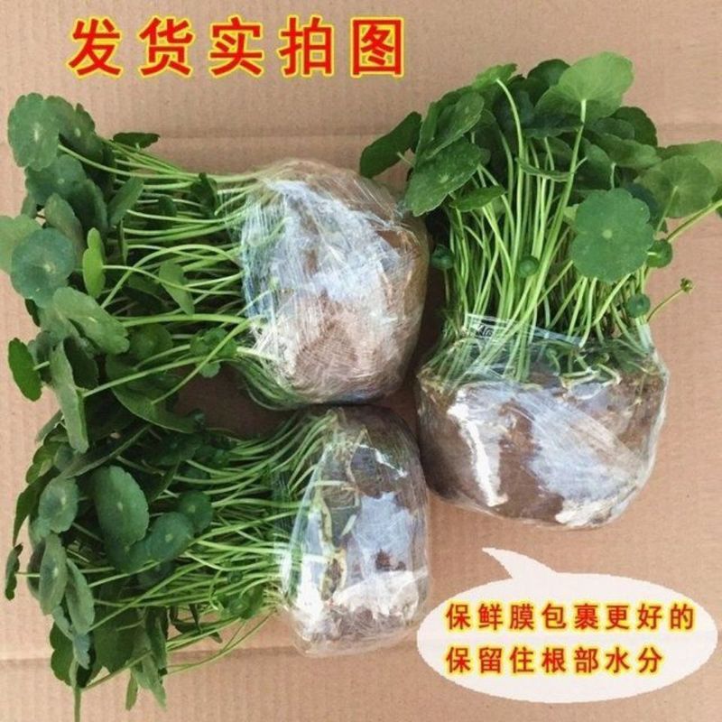 銅貨草水耕植物屋内オフィスデスクトップ鉢植え花四季常緑植物空気を浄化怠惰な人|undefined