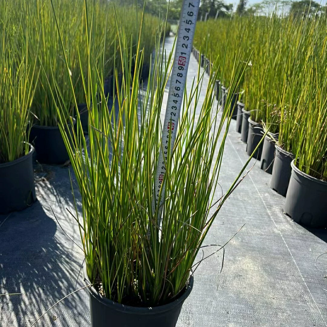 2401 питомник оптовая поставка в Пномпене