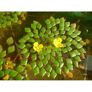 ˮ�ϟ����S����9.9���]��Σ���R��ˮ���㣩��Ƽ����ˮ�݃���