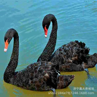 观赏黑天鹅 黑天鹅幼苗 出售景区游乐园公园观赏黑天鹅活体苗