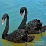 公园景区活体观赏黑天鹅