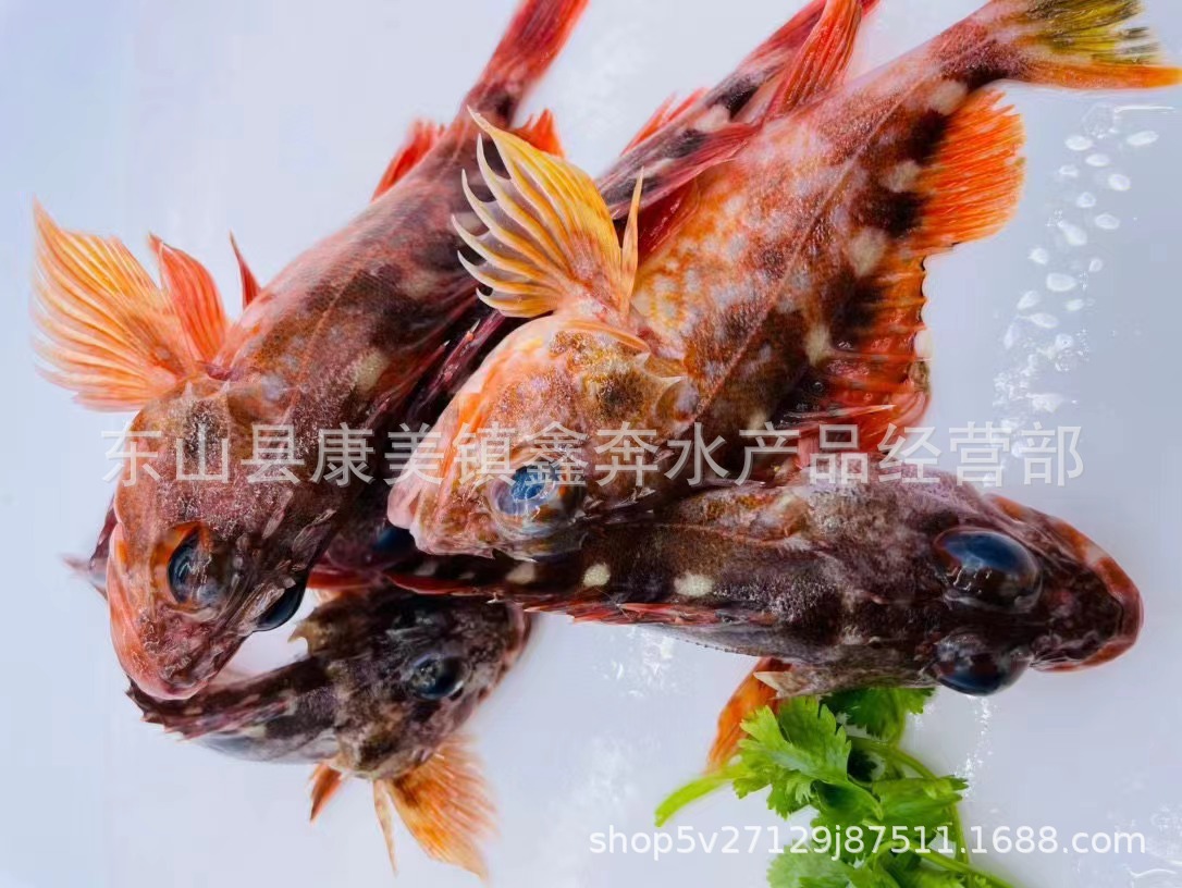 石翁鱼海钓虎头鱼石九公鱼小石斑鱼新鲜活冻水产石虎鱼红斑鱼批发-阿里巴巴