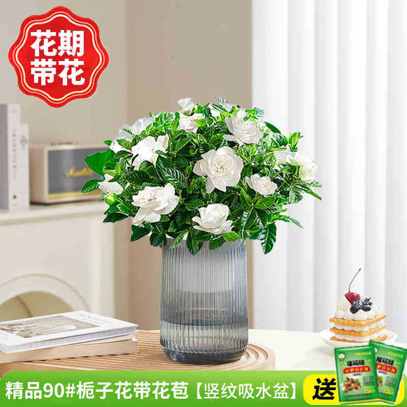 부티크 90#치자나무 개화기의 꽃(회색 세로줄무늬 수분흡수대)에 영양액을 공급