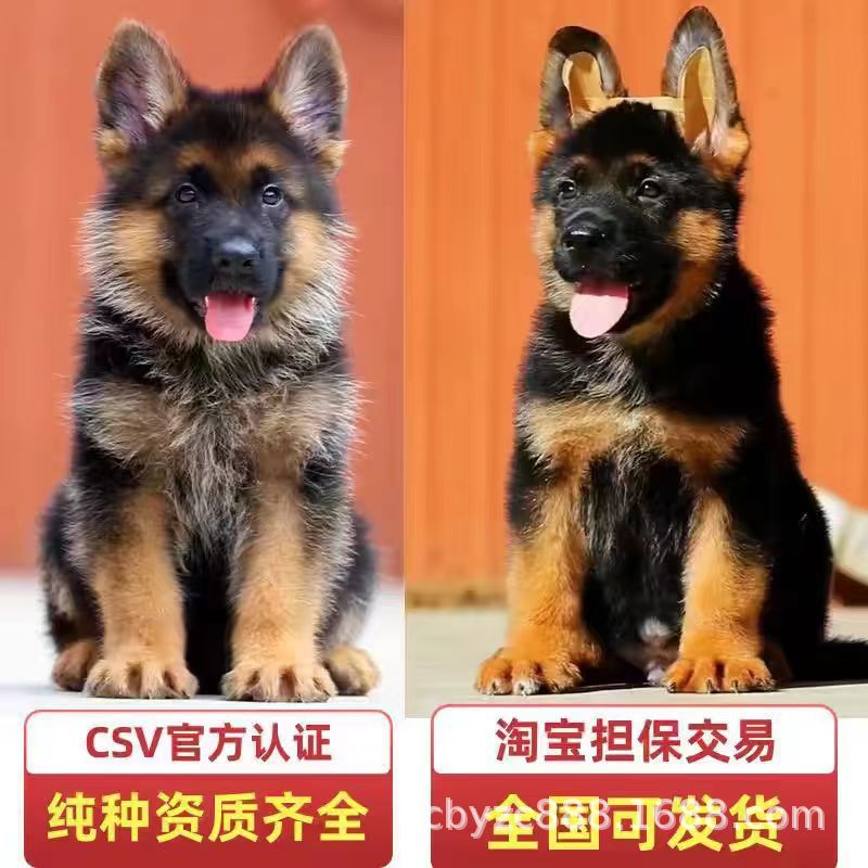 双血统纯种德牧幼犬活体德国牧羊犬赛级活泼聪明平背德牧看家护院