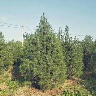 ������Ƥ�ɻ������l�r������Ƥ�ɻ����v��̎�����ؾG�����G��ľ