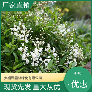 [Base Wholesale] Snowball Ice Is Sparse, Garden Greening, Large Quantity, Excellent Price, Complete Specifications