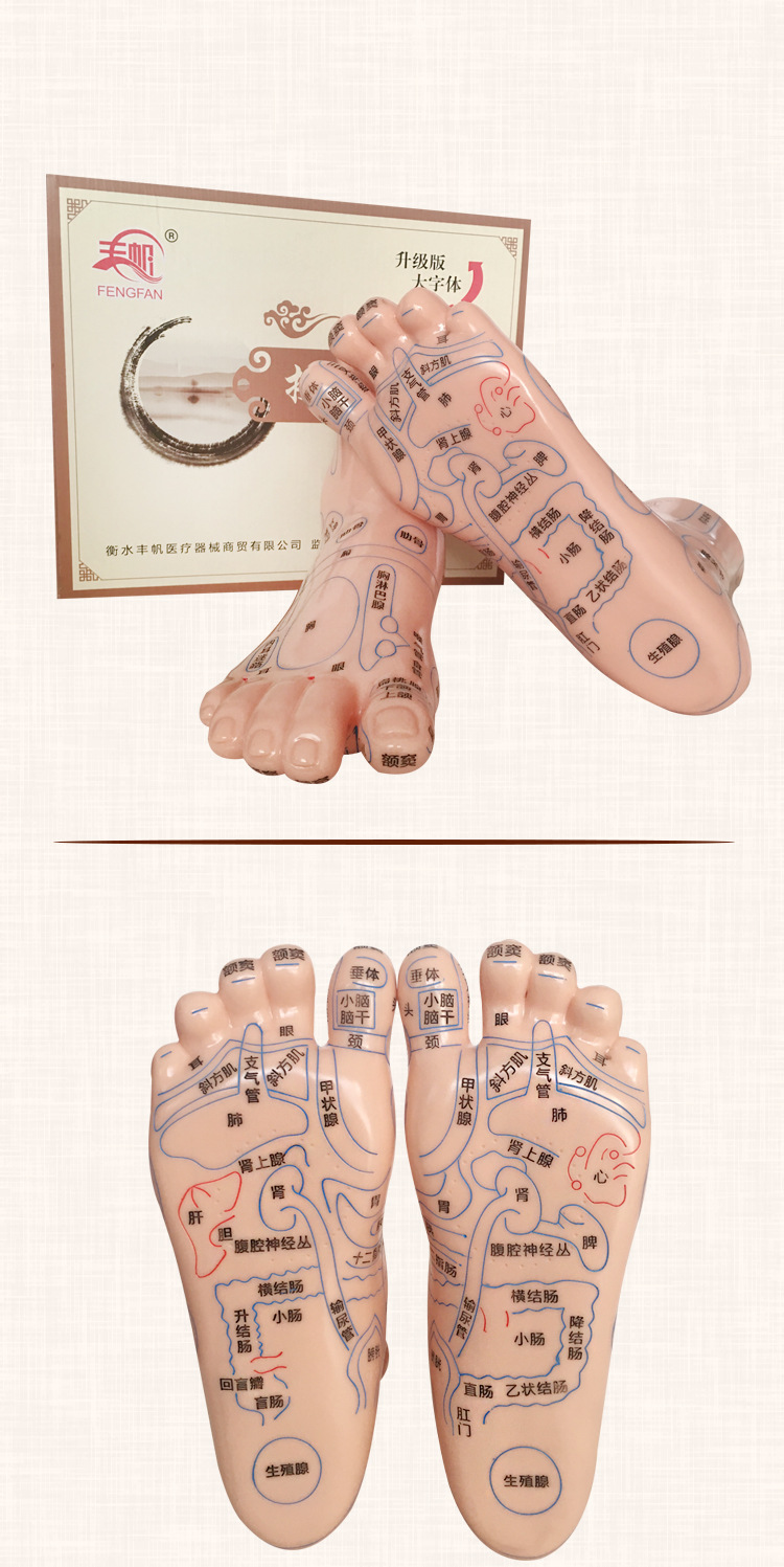 Foot Acupoint Reflexology Model with Clear Markings, Foot Reflex Zone Massager, Acupoint Stick, PVC Foot Model for Home Wellness Routine detail image