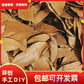 自然干树叶diy自然落叶枫叶竹叶枯树叶标枯叶装饰拍摄道具真叶子