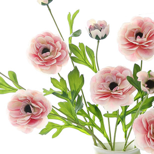 �ձ���ĵ�����滨�軨�ɏ�ٻ��ҾӔ[��ܛ�b��c�̈��Ƶ�zӰ¶ɏ