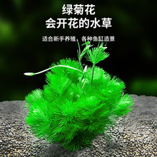 绿菊水草植物鱼缸真草造景净水蜈蚣草金鱼藻阴性水草懒人养鱼水草